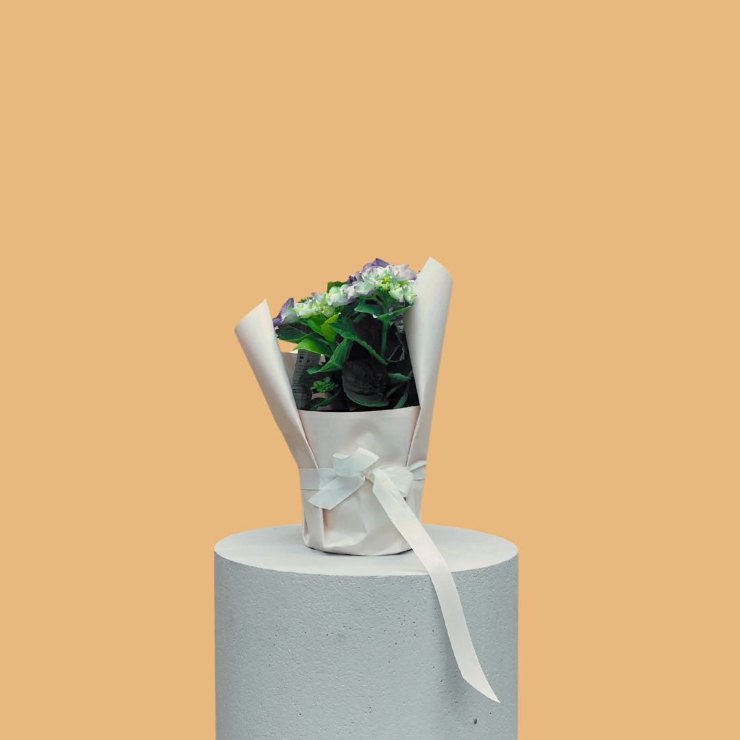 Potted Hydgrangea