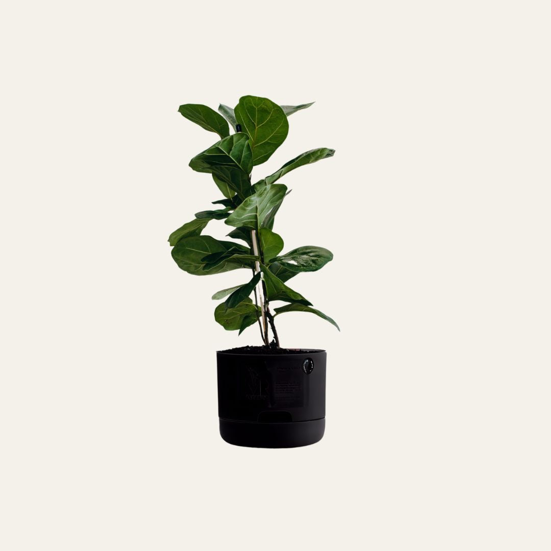 fiddle leaf fig perth Bambino Fiddle Leaf Fig | Same Day Plant Delivery in Perth