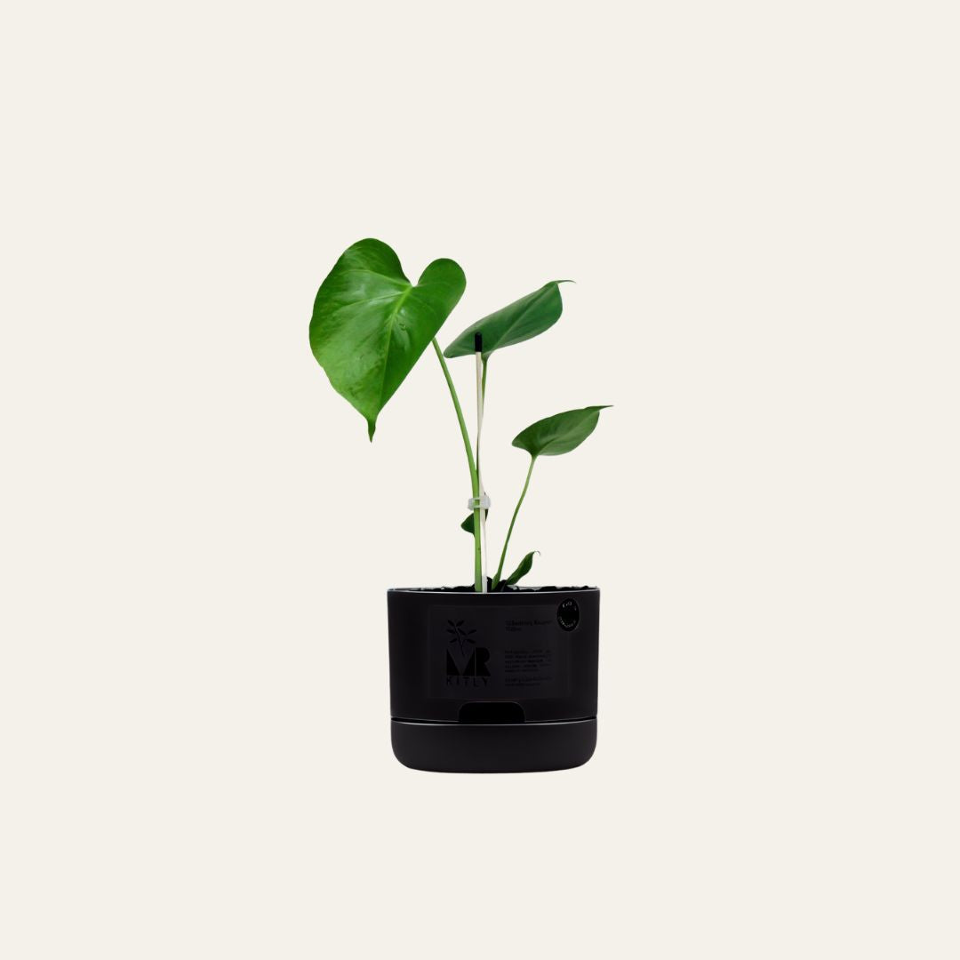 Monstera Deliciosa | Same Day Plant Delivery in Perth