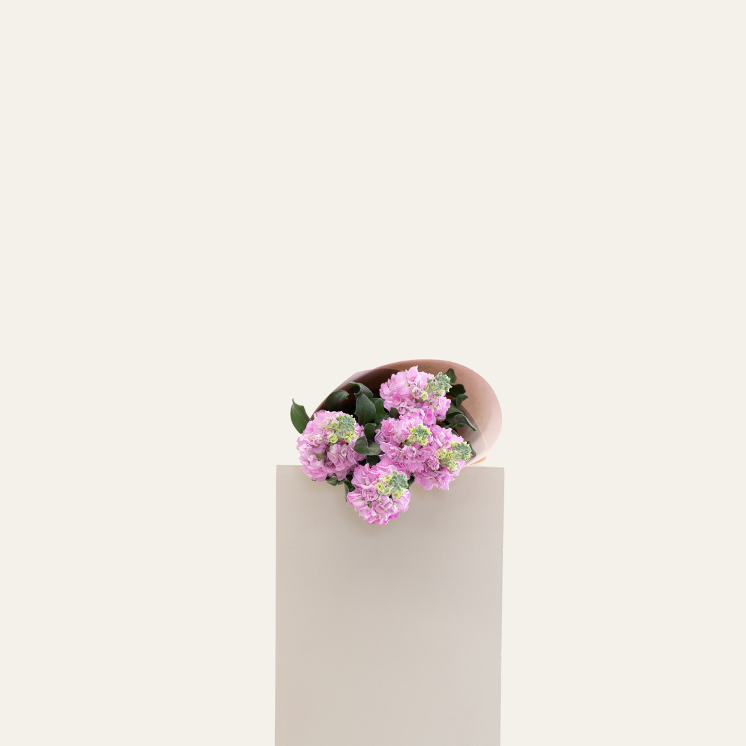 Stock Flower