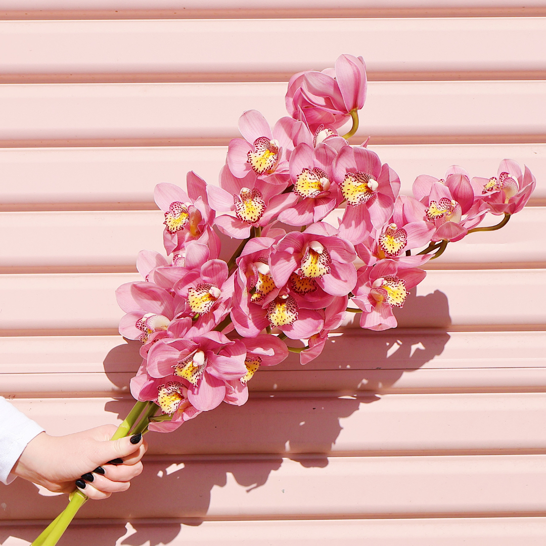 Cymbidium