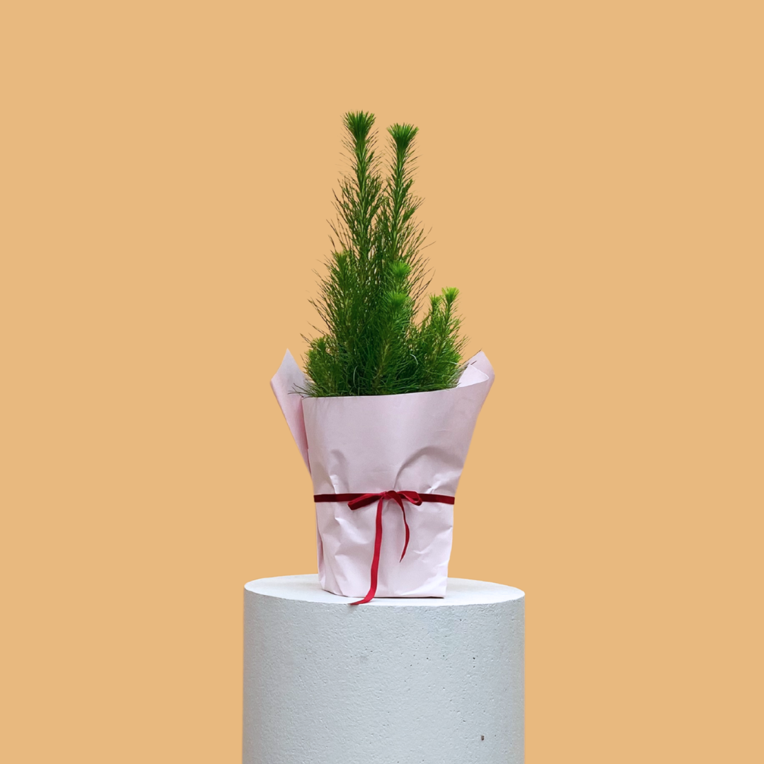 Potted Xmas Tree