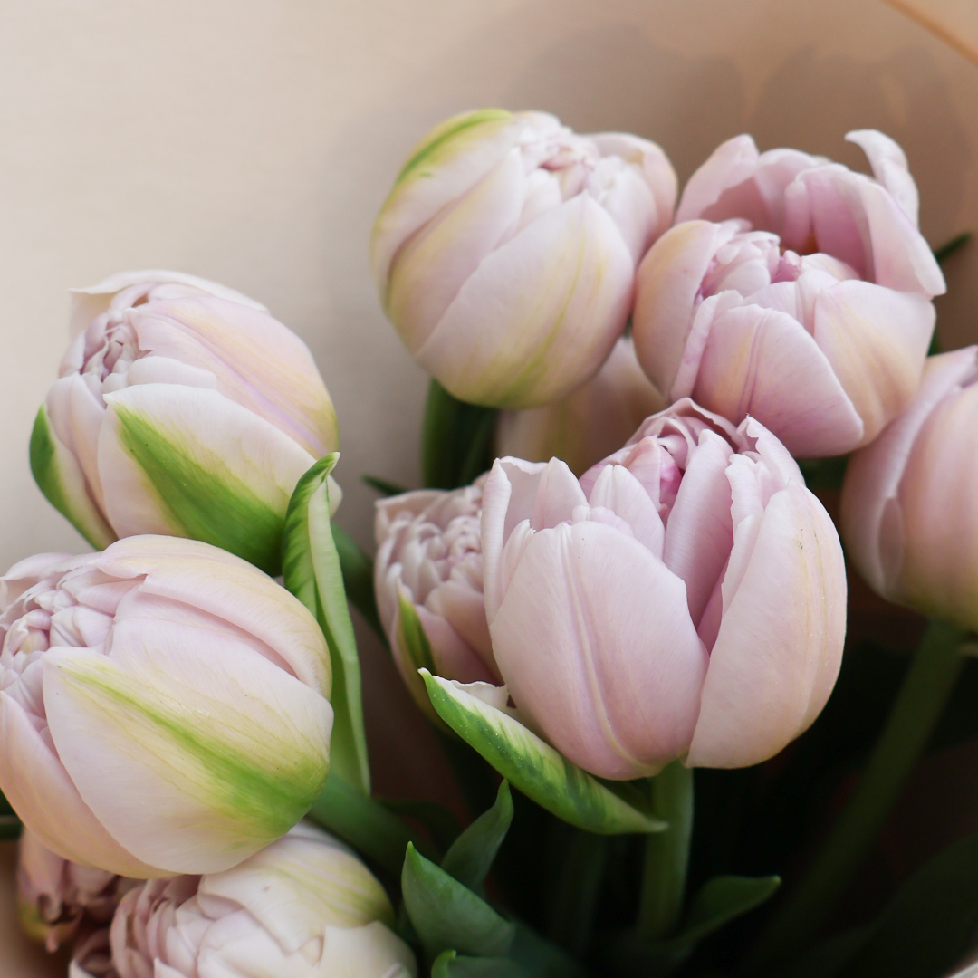 Deluxe tulips
