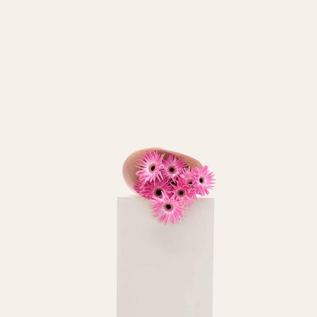 Gerberas