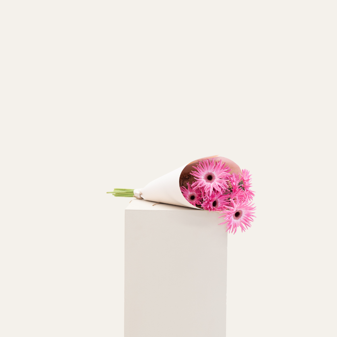 Gerberas