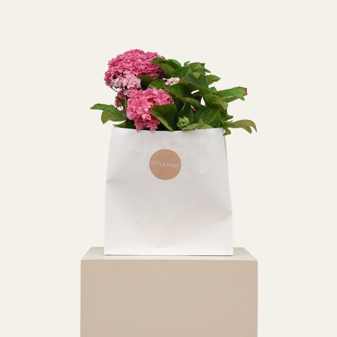 Potted Hydrangea